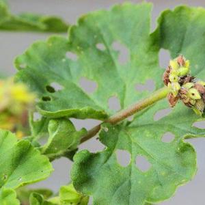 Болезни герани – используем простые способы борьбы с заболевания цветка