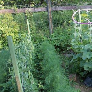 Выращиваем овощи в мешках