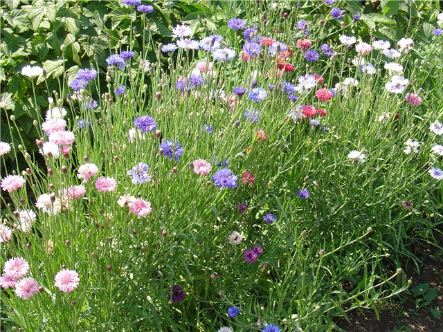 Посев васильков. Василек однолетник. Василек синий "праздничная драгоценность". Василек многолетний. Гавриш василек синий многолетний.